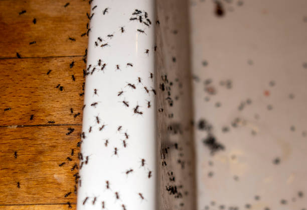 Best Best Pest Control Companies  in Cocoa, FL